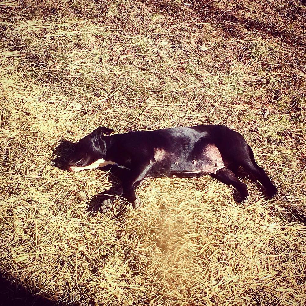 Meet your Posher, Rex